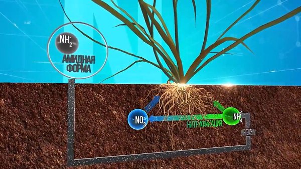 Технология поглощения растениями различных форм азота в КАС